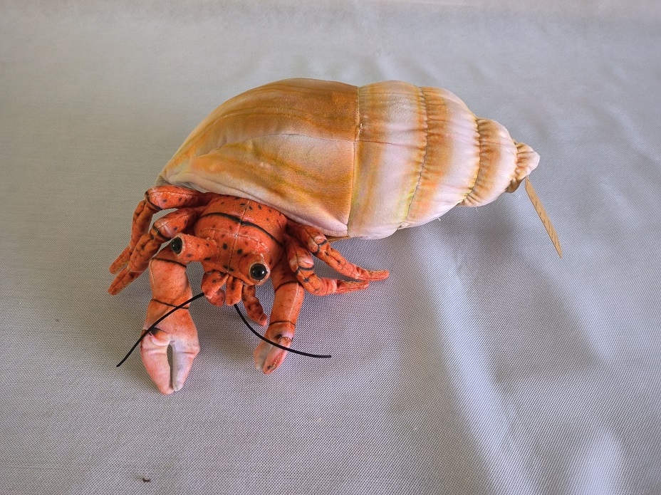 Hermit Crab