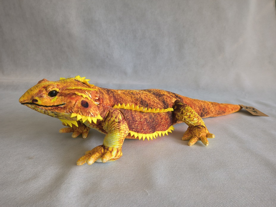 Bearded Dragon